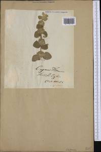 Origanum dictamnus L., Western Europe (EUR)