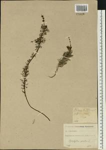 Myriophyllum spicatum L., Eastern Europe, North-Western region (E2) (Russia)