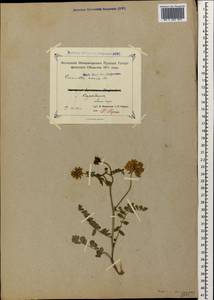 Coronilla varia L., Caucasus, Azerbaijan (K6) (Azerbaijan)