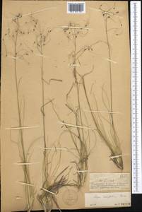 Ptilagrostis mongholica (Turcz. ex Trin.) Griseb., Middle Asia, Dzungarian Alatau & Tarbagatai (M5) (Kazakhstan)