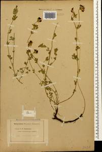 Lotus corniculatus subsp. corniculatus, Caucasus (no precise locality) (K0)