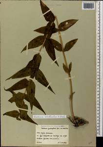 Gentiana asclepiadea L., Caucasus, South Ossetia (K4b) (South Ossetia)
