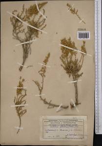 Kalidium foliatum (Pall.) Moq., Middle Asia, Northern & Central Kazakhstan (M10) (Kazakhstan)