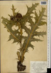 Gundelia tournefortii L., Caucasus, Armenia (K5) (Armenia)