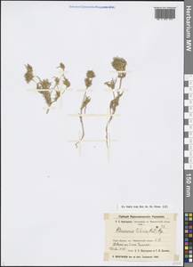 Petrosimonia sibirica (C. A. Mey.) Bunge, Middle Asia, Western Tian Shan & Karatau (M3) (Kazakhstan)