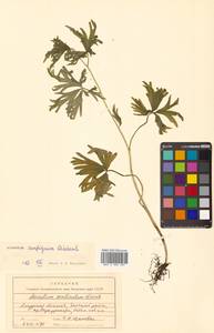 Aconitum ambiguum Rchb., Siberia, Russian Far East (S6) (Russia)