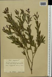 Salix purpurea L., Eastern Europe, Eastern region (E10) (Russia)