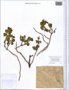 Scutellaria, Middle Asia, Western Tian Shan & Karatau (M3) (Kazakhstan)