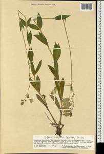 Silene vulgaris (Moench) Garcke, Mongolia (MONG) (Mongolia)