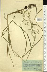 Scolochloa festucacea (Willd.) Link, Siberia, Western Siberia (S1) (Russia)