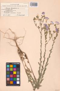 Linum hirsutum L., Eastern Europe, South Ukrainian region (E12) (Ukraine)