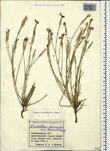 Dianthus orientalis, Caucasus, Azerbaijan (K6) (Azerbaijan)