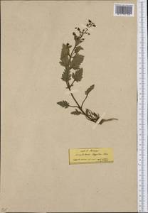 Scrophularia heterophylla Willd., Western Europe (EUR) (Greece)