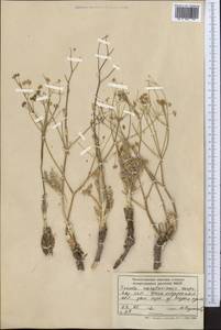 Ferula karataviensis (Regel & Schmalh.) Korovin, Middle Asia, Western Tian Shan & Karatau (M3) (Kazakhstan)