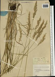 Calamagrostis arundinacea (L.) Roth, Eastern Europe, Central forest region (E5) (Russia)