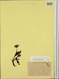 Taraxacum porphyranthum Boiss., Caucasus, Krasnodar Krai & Adygea (K1a) (Russia)