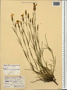 Dianthus fragrans Bieb., Caucasus, North Ossetia, Ingushetia & Chechnya (K1c) (Russia)