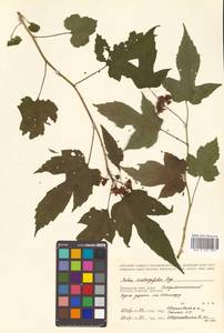 Rubus crataegifolius Bunge, Siberia, Russian Far East (S6) (Russia)