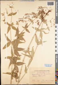 Galium rubioides L., Eastern Europe, Lower Volga region (E9) (Russia)