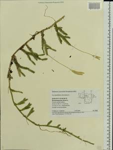 Lycopodium clavatum L., Eastern Europe, Central region (E4) (Russia)