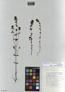 Euphrasia × vernalis List, Siberia, Altai & Sayany Mountains (S2) (Russia)