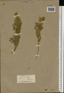 Oxytropis pilosa (L.) DC., Eastern Europe, Middle Volga region (E8) (Russia)