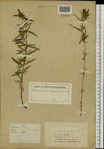 Dracocephalum ruyschiana L., Siberia, Western (Kazakhstan) Altai Mountains (S2a) (Kazakhstan)