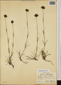 Dianthus pelviformis Heuffel, Western Europe (EUR) (Bulgaria)