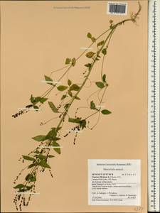 Mercurialis annua L., South Asia, South Asia (Asia outside ex-Soviet states and Mongolia) (ASIA) (Cyprus)