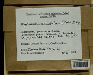 Plagiomnium undulatum (Hedw.) T.J. Kop., Bryophytes, Bryophytes - Belarus (B2) (Belarus)
