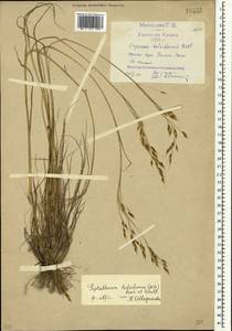 Piptatherum holciforme (M.Bieb.) Roem. & Schult., Crimea (KRYM) (Russia)