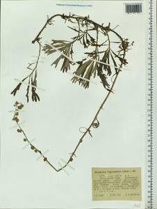 Artemisia lagocephala (Fisch. ex Besser) DC., Siberia, Russian Far East (S6) (Russia)
