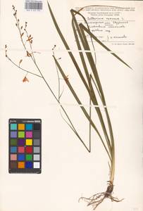 Anthericum ramosum L., Eastern Europe, North Ukrainian region (E11) (Ukraine)