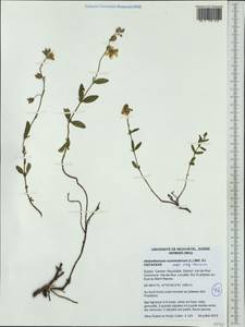 Helianthemum nummularium subsp. obscurum (Celak.) J. Holub, Western Europe (EUR) (Switzerland)