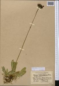 Pilosella aurantiaca subsp. aurantiaca, Middle Asia, Northern & Central Tian Shan (M4) (Kyrgyzstan)
