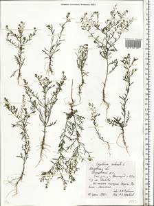 Lepidium ruderale L., Eastern Europe, Moscow region (E4a) (Russia)