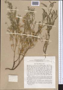 Vicia ervilia (L.)Willd., Middle Asia, Northern & Central Tian Shan (M4) (Kazakhstan)