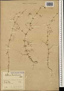 Galium tenuissimum M.Bieb., Caucasus, Azerbaijan (K6) (Azerbaijan)