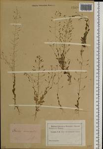 Draba nemorosa L., Siberia (no precise locality) (S0) (Russia)