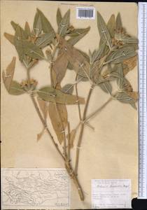 Phlomis bucharica Regel, Middle Asia, Pamir & Pamiro-Alai (M2) (Tajikistan)