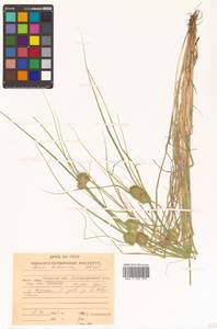 Carex bohemica Schreb., Siberia, Russian Far East (S6) (Russia)