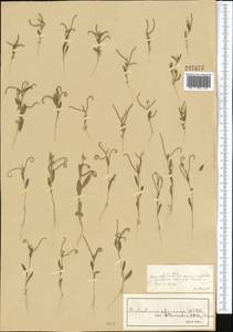 Strigosella africana (L.) Botsch., Middle Asia, Syr-Darian deserts & Kyzylkum (M7) (Kazakhstan)