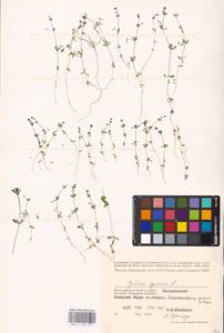 Galium spurium L., Eastern Europe, Lower Volga region (E9) (Russia)