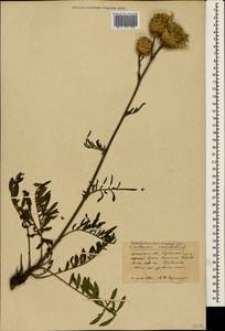 Centaurea orientalis L., Crimea (KRYM) (Russia)