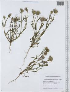 Epilasia hemilasia (Bunge) C. B. Cl., Middle Asia, Caspian Ustyurt & Northern Aralia (M8) (Kazakhstan)