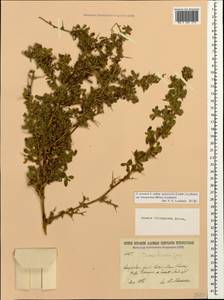 Ononis spinosa subsp. leiosperma (Boiss.)Sirj., Caucasus, Dagestan (K2) (Russia)