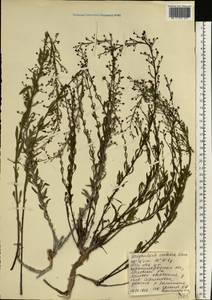 Scrophularia cretacea Fisch., Eastern Europe, North Ukrainian region (E11) (Ukraine)