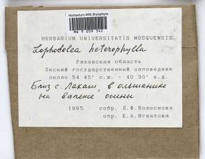 Lophocolea heterophylla (Schrad.) Dumort., Bryophytes, Bryophytes - Middle Russia (B6) (Russia)