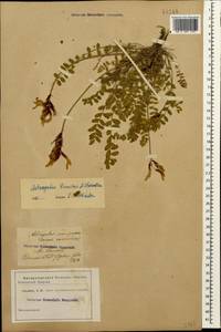 Astragalus somcheticus C. Koch, Caucasus (no precise locality) (K0)