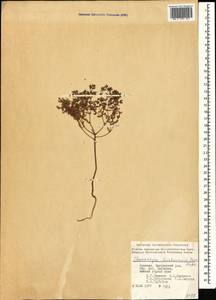 Euphorbia granulata Forssk., Caucasus, Armenia (K5) (Armenia)